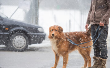Eine Frau macht bei Schnee einen Spaziergang mit dem Hund.