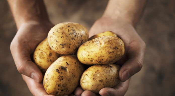 Mensch mit Kartoffeln in Hand