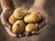 Mensch mit Kartoffeln in Hand