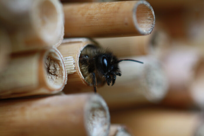 Eine Biene halb versteckt im Nest.