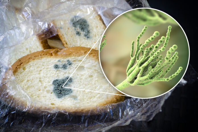 Schimmliges Brot und Bakterien