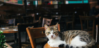 Katze in einem Café auf dem Tisch