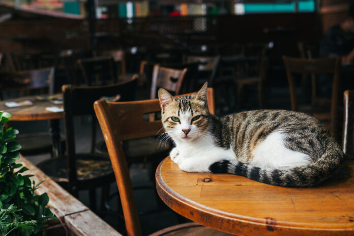 Katze in einem Café auf dem Tisch