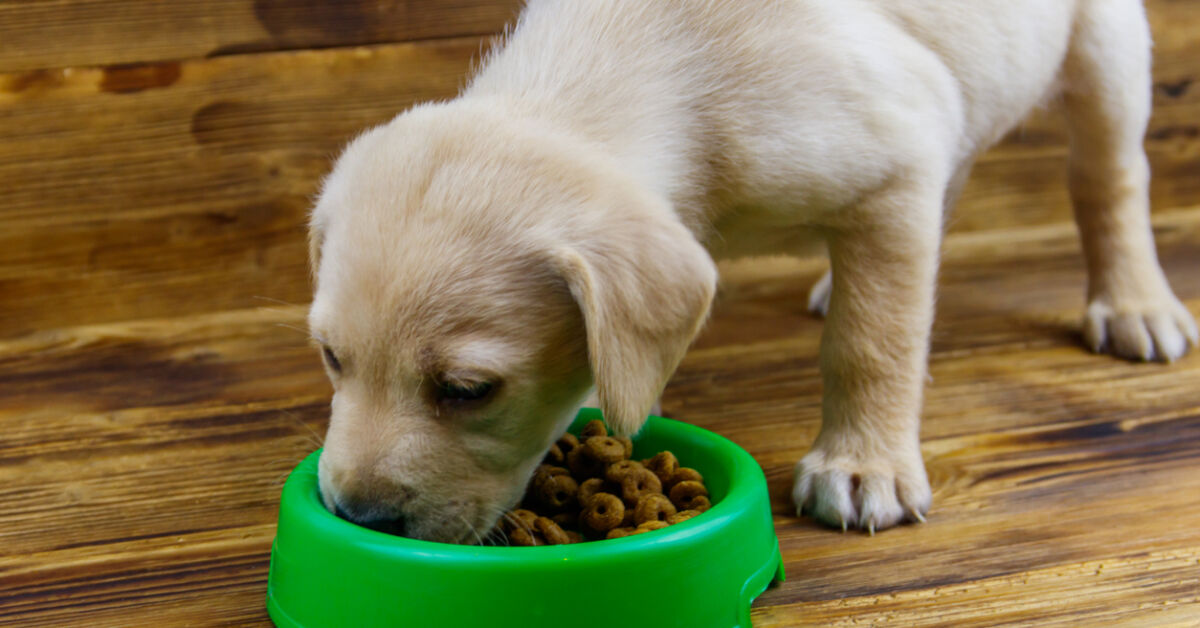 Sch-dlich-f-rs-Klima-Hunde-sollen-ab-sofort-vegan-ern-hrt-werden