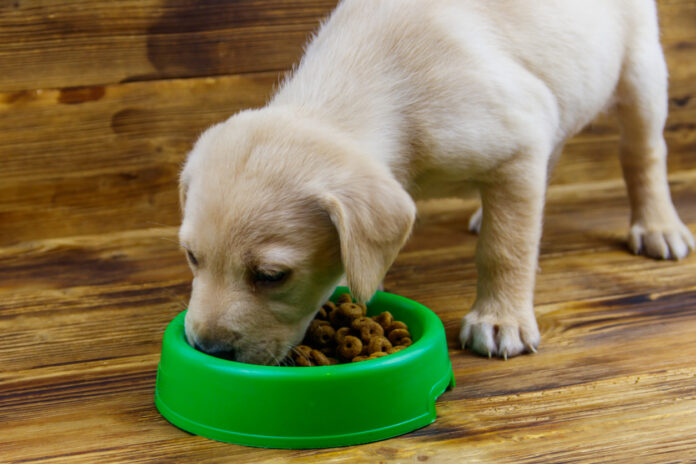 Kleiner Hund frisst Hundefutter