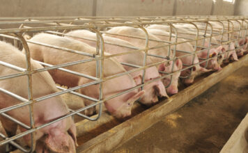 Schweine in einer Mastanlage, die Tiere fressen