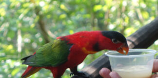 Ein kleiner Papagei wird gefüttert.