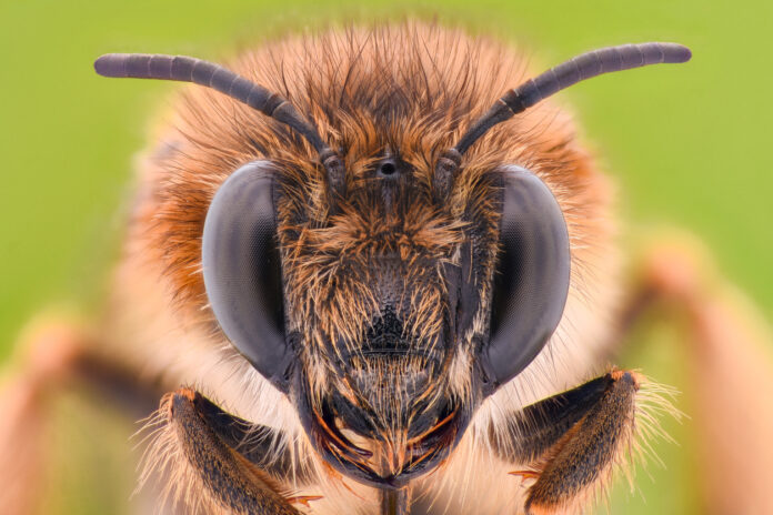 Eine Biene in Nahaufnahme.