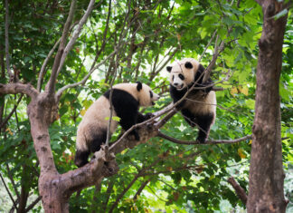 Zwei Pandabären spielen in einem Baum.