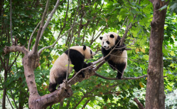 Zwei Pandabären spielen in einem Baum.