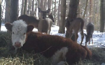 Kuh lebt mit Rehen im Wald.