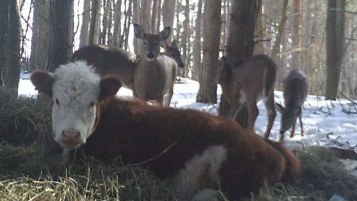 Kuh lebt mit Rehen im Wald.