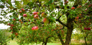 Apfelbäume auf einer Streuobstwiese