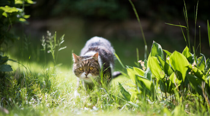 Eine Katze auf der Jagd in der Natur.