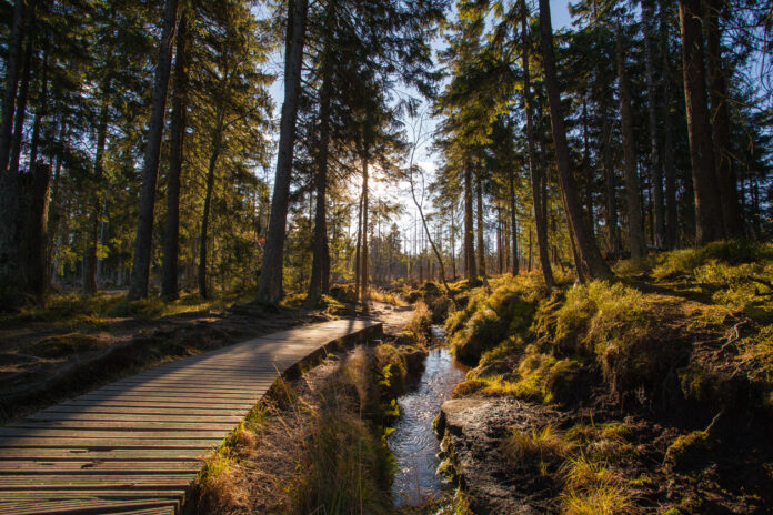 Ein hölzerner Wanderweg führt durch einen Wald an einem Bach entlang