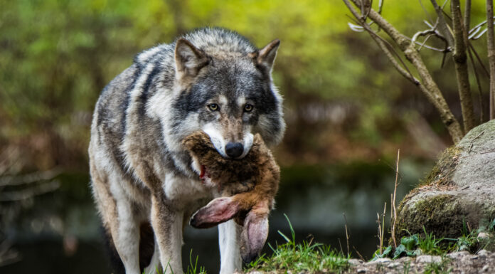 Ein wilder Wolf mit Beute in seinem Maul im Wald unterwegs
