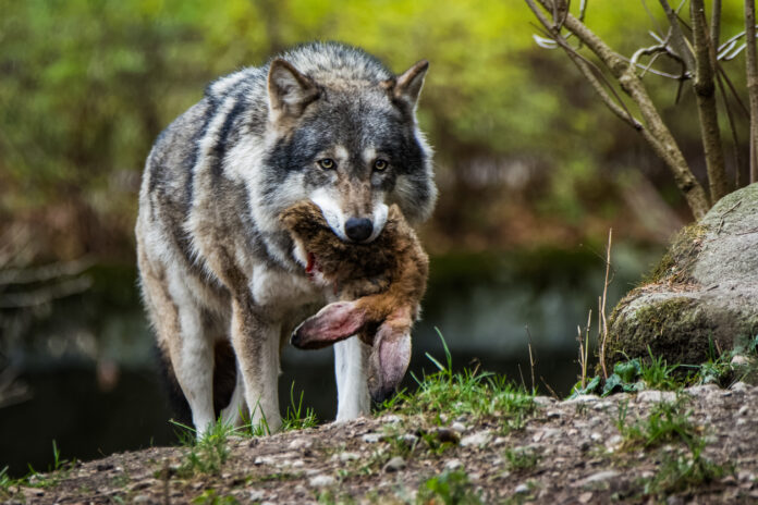 Ein wilder Wolf mit Beute in seinem Maul im Wald unterwegs