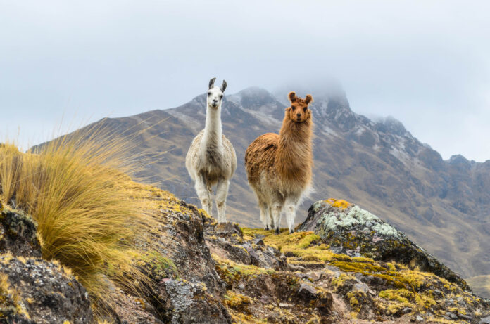 Zwei Lamas, eine Kamelen-Art, welche auf einem Berg stehen