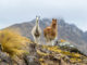 Zwei Lamas, eine Kamelen-Art, welche auf einem Berg stehen