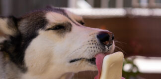 Ein Hund isst ein Eis.
