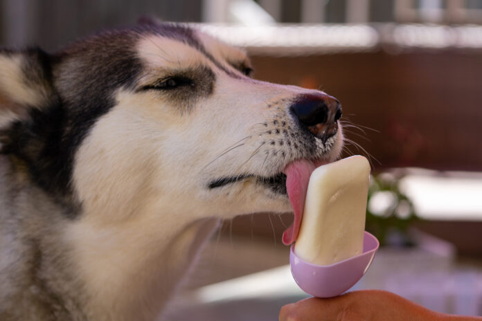 Ein Hund isst ein Eis.