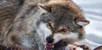 Ein hungriger Wolf, der die Zähne fletscht