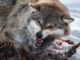 Ein hungriger Wolf, der die Zähne kläfft