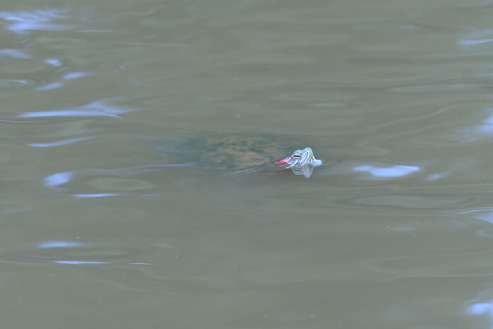 EIne Schildkröte schwimmt in einem trüben Gewässer