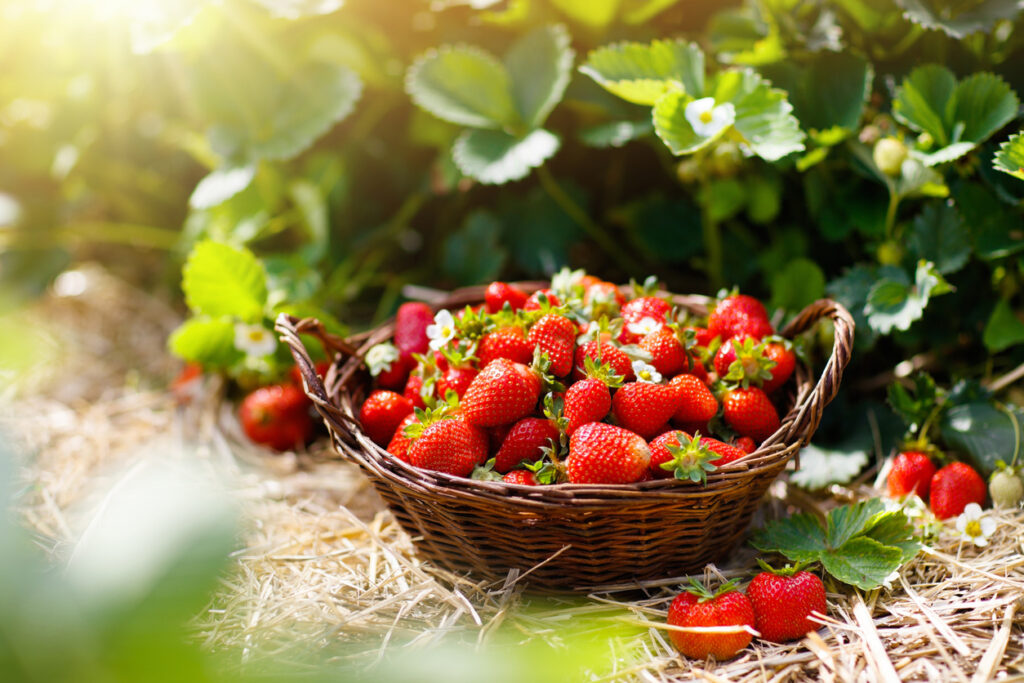 Biologisch gesehen gehören die Erdbeeren zu den Nusspflanzen und Nüsse sind gesund.