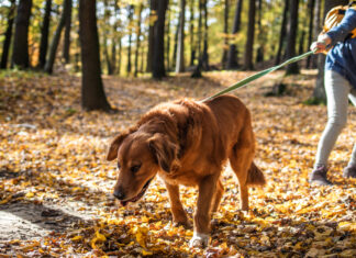 Ein Hund beim Spaziergang im Wald.