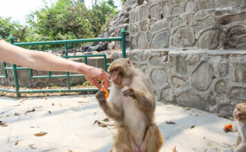 Ein Besucher füttert einen Affen im Zoo