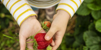 Passend zur Erdbeersaison berichten wir über die leckere und vielseitige Frucht.