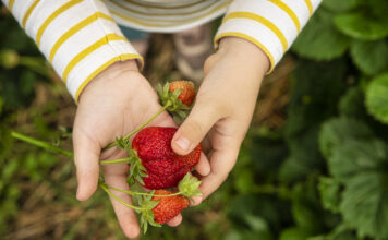 Passend zur Erdbeersaison berichten wir über die leckere und vielseitige Frucht.