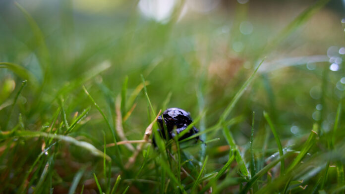Ein schwarzer Käfer lauert im Gras.