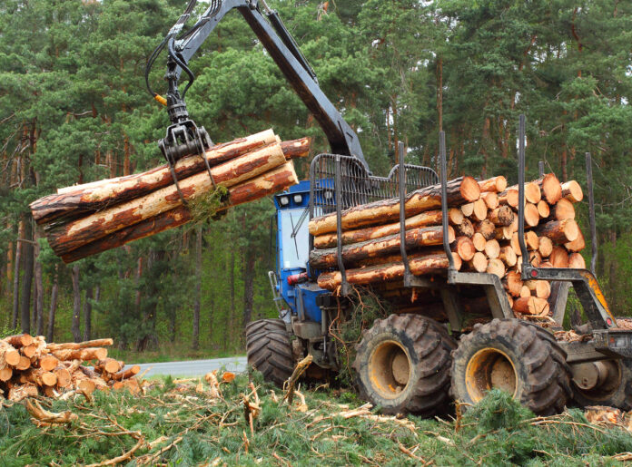 Baumstämme werden aus einem Wald abtransportiert, nachdem sie gefällt wurden. Die Baumfällungen finden in einem Waldgebiet statt, dadurch bekommt man neues Holz zum Bauen oder auch Feuerholz für den Kamin.