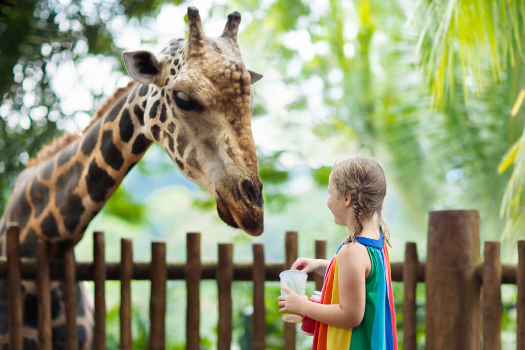 Jedes Kind liebt den Zoo. Ein Ausflug in den Zoo bietet sich für Familien immer an, denn dort kommen alle auf ihre Kosten. 
