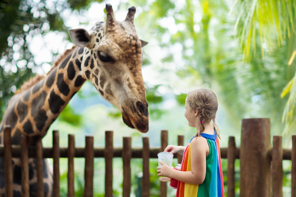 Jedes Kind liebt den Zoo. Ein Ausflug in den Zoo bietet sich für Familien immer an, denn dort kommen alle auf ihre Kosten.