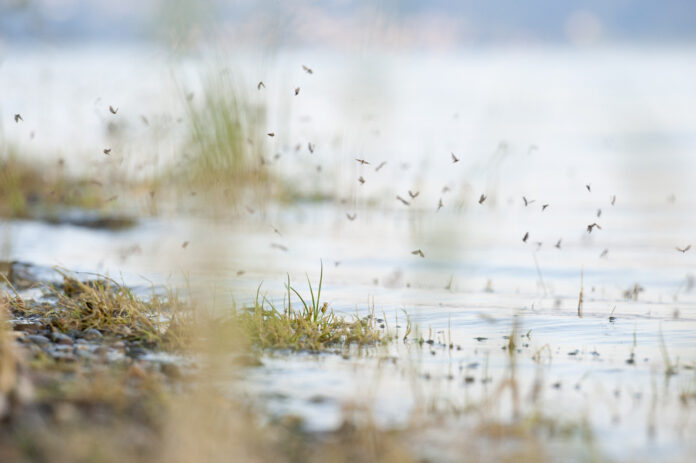 Viele kleine Mücken an einem See.