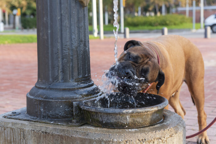 Ein Hund trinkt aus einer Wasserfontäne.