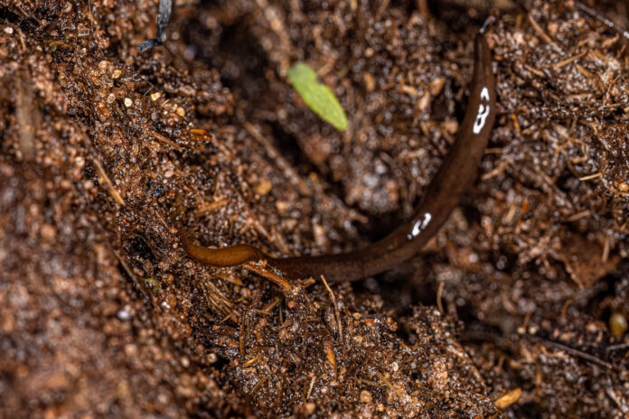 Fleischfressender Wurm im Garten.