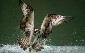 Ein Fischadler jagt einen Fisch aus dem Wasser.