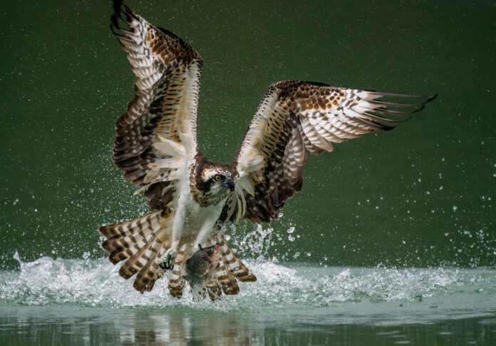 Ein Fischadler jagt einen Fisch aus dem Wasser.