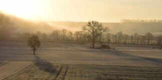 Gefrorenes Feld mit Bäumen und Spuren von einem Traktor. Im Hintergrund ist Nebel und die Sonne scheint.