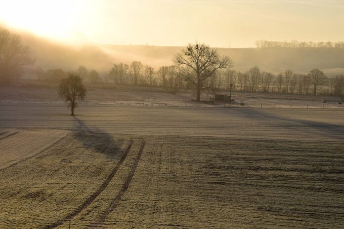 Gefrorenes Feld mit Bäumen und Spuren von einem Traktor. Im Hintergrund ist Nebel und die Sonne scheint.