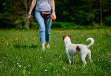 Halbes Bild von einer Frau mit Bauchtasche und ihrem Hund auf einer Wiese. Sie hält einen Ball in der Hand.