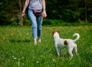 Halbes Bild von einer Frau mit Bauchtasche und ihrem Hund auf einer Wiese. Sie hält einen Ball in der Hand.