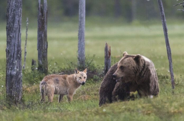 Wolf und Bär auf einer Lichtung.