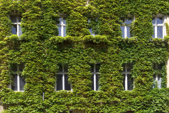 Eine begrünte Außenfassade und verwachsene Fenster