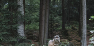 Ein Wolf steht im Wald und blickt in die Ferne, im Hintergrund befinden sich Büsche und Bäume