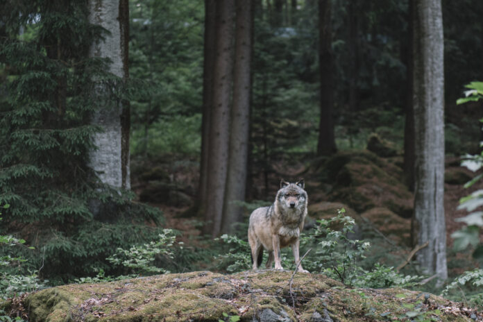 Ein Wolf steht im Wald und blickt in die Ferne, im Hintergrund befinden sich Büsche und Bäume